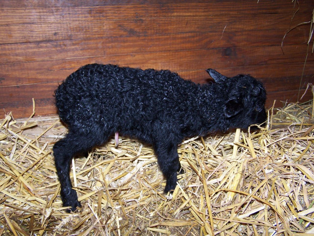 BOUBA : agneau né le 17 Février 2006