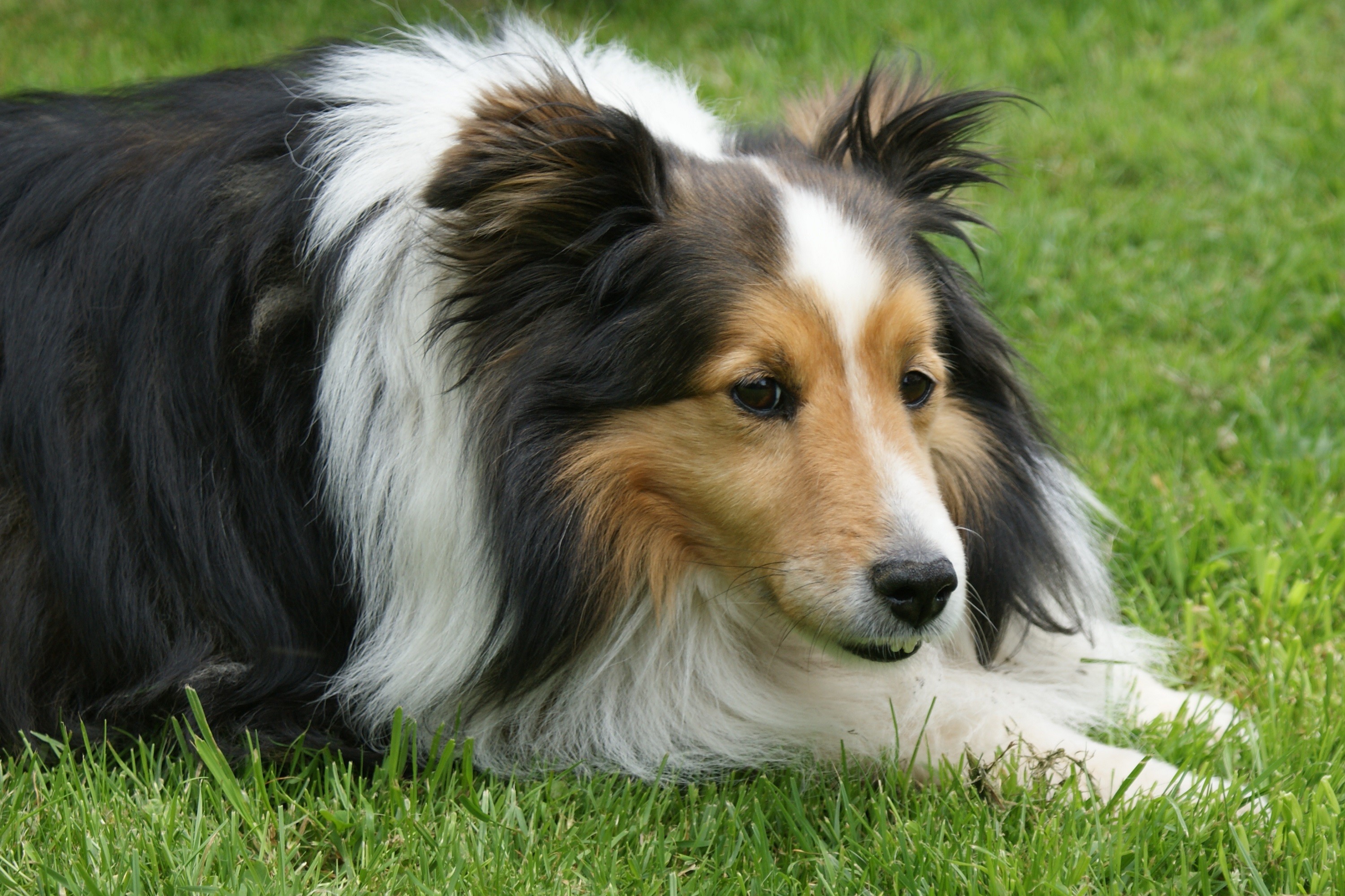 CHAPLIN 10 ans