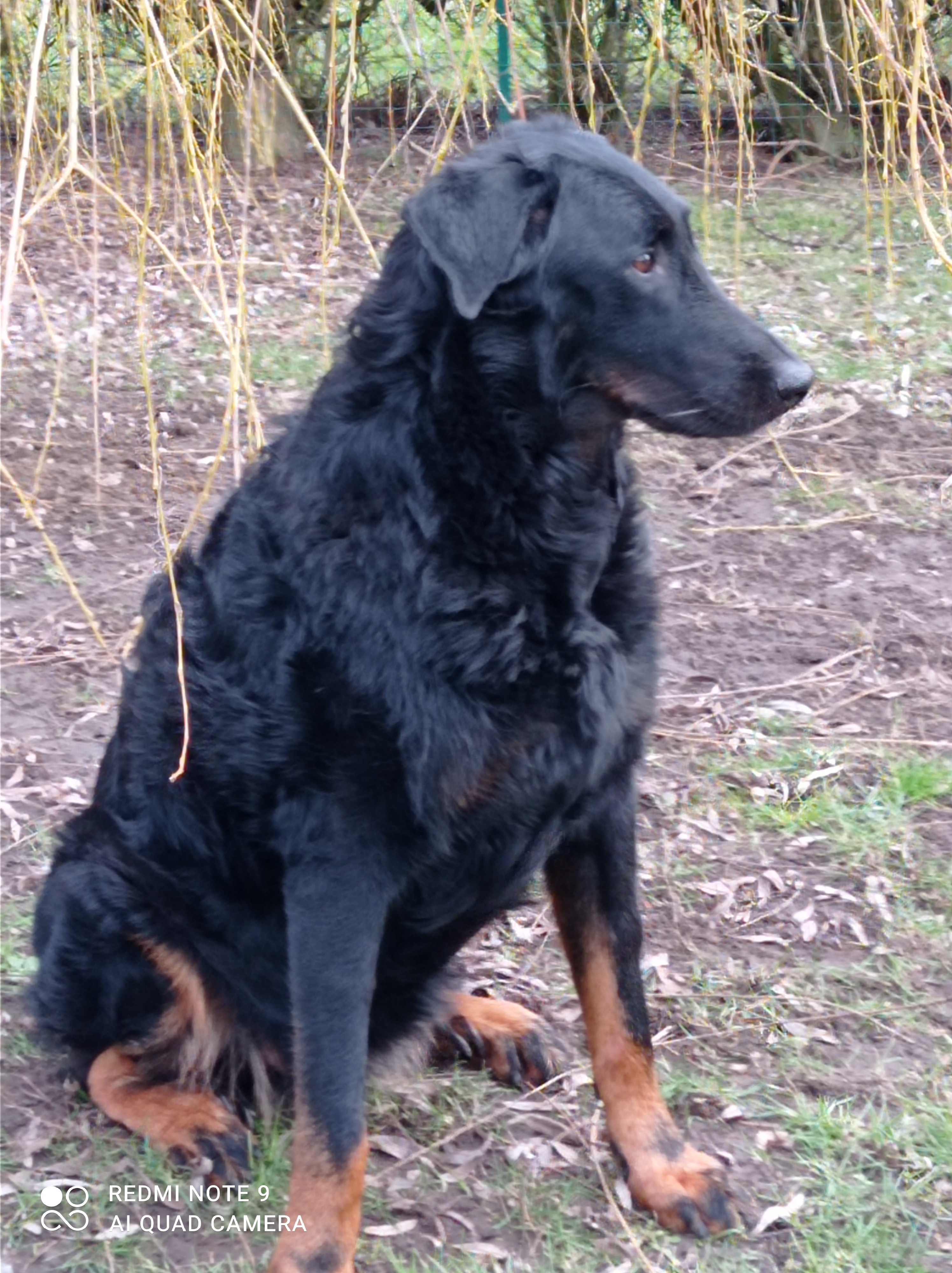 GINGER 9 ans