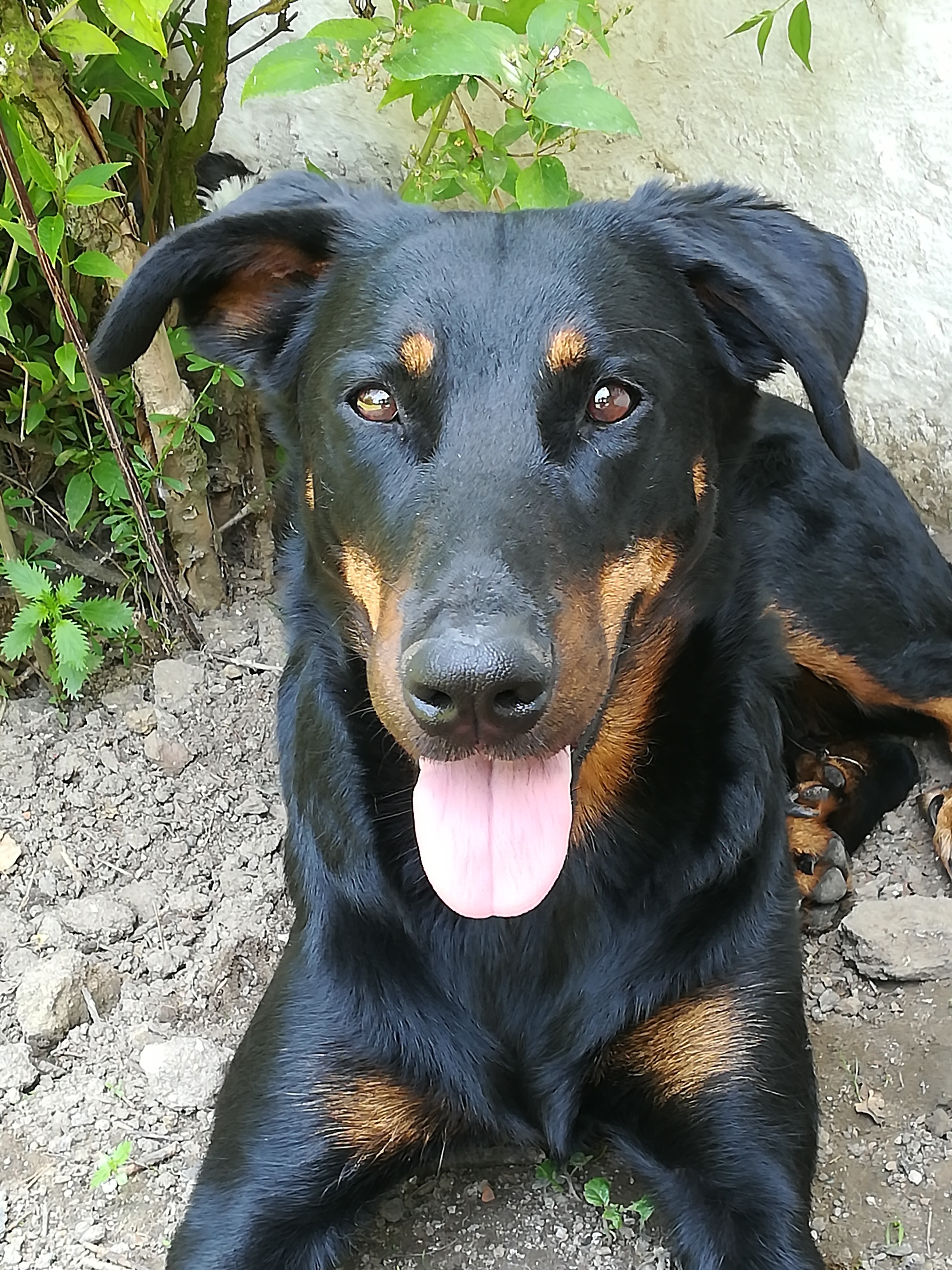 LAIKA 3 ans